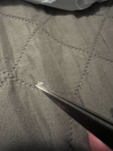 Carpet Beetle Larva (or cast skin)