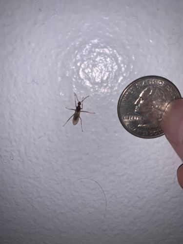 Non-biting Midge
