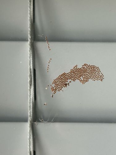 Spider Eggs (likely immature spiders and remnants of egg sacs)