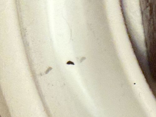 No identifiable insect