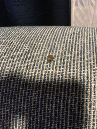 Carpet Beetle (likely Varied Carpet Beetle or Black Carpet Beetle)