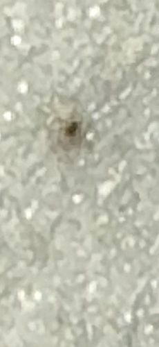 Bird Mite (or possibly Rodent Mite)