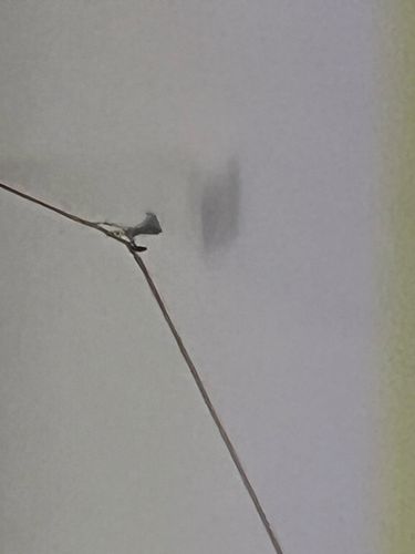 Case-bearing Clothes Moth Larva