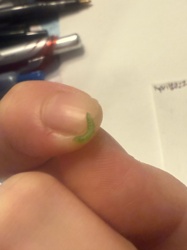 Inchworm (Geometer Moth Larva)