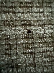 Carpet Beetle (likely Black Carpet Beetle)