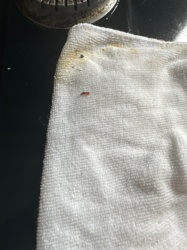 Case-bearing Clothes Moth (larva)