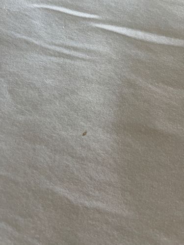 Carpet Beetle (likely Varied Carpet Beetle)