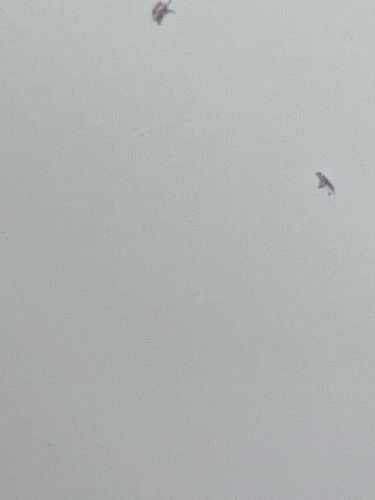 Unidentifiable insect/debris