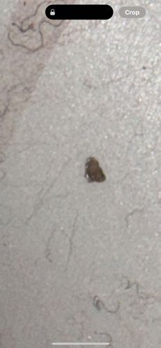 Carpet beetle (likely varied carpet beetle or black carpet beetle larva)