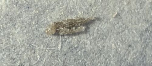 Household Casebearer or Plaster Bagworm