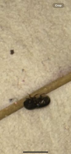 Black Carpet Beetle
