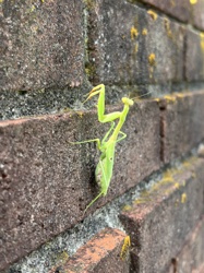 Praying Mantis