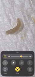 Fly Larva (Maggot)