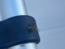 Hoverfly (or Flower Fly)