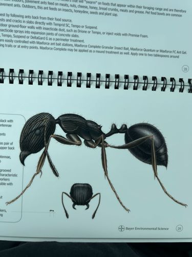 Pavement Ant