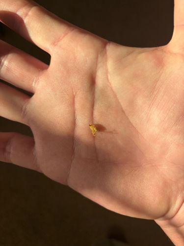 Aphid; Aphid exuviae (shed skin)