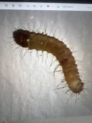 Carpet Beetle Larva