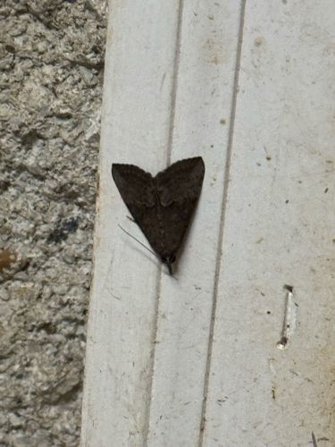 Moth (likely a species of Geometrid or Noctuoid moth)