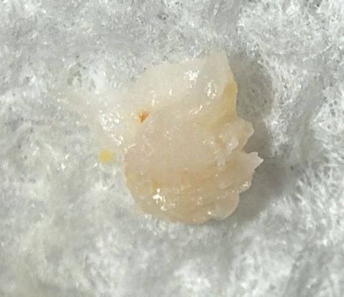 Mealybug