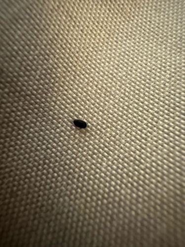 Carpet Beetle (larva)