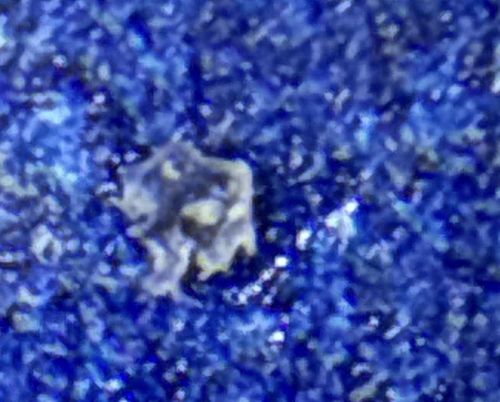 Common Bed Bug