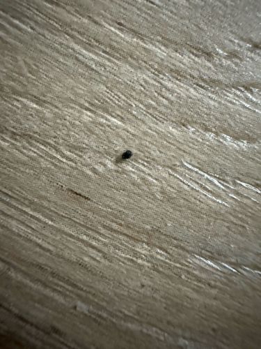 Carpet Beetle (likely Black Carpet Beetle)