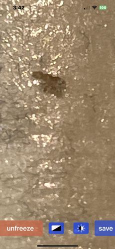 Unidentifiable Insect/Creature