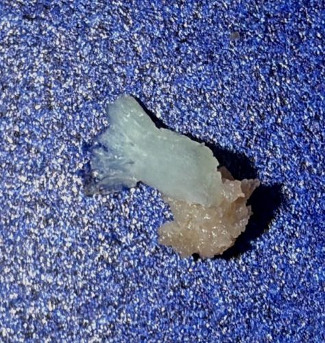 Non-Insect Debris (Likely Dried Mucus or Vegetable Matter)