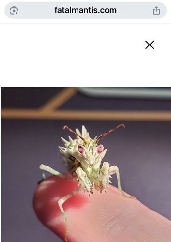 Spiny Flower Mantis
