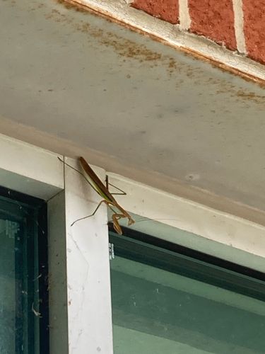 Praying Mantis