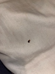 Bed Bug