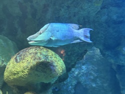 Napoleon Wrasse or Humphead Wrasse
