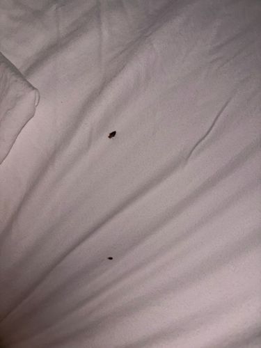 Bed Bug