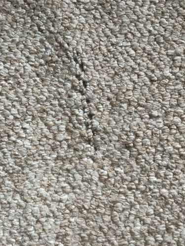 Not Applicable (No insect/bug detected)