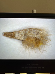 Household Casebearer or Plaster Bagworm