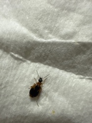 Rove Beetle