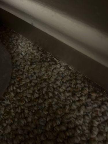 Unidentifiable insect/bug