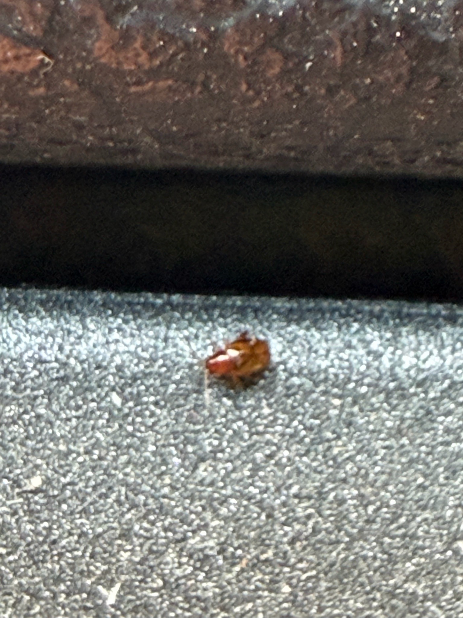 Bed Bug