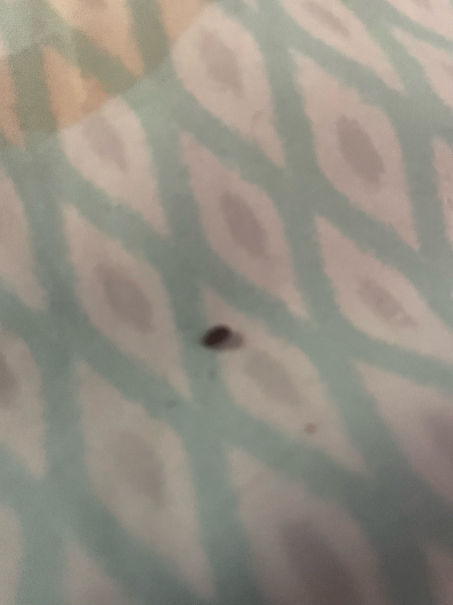 Bed Bug