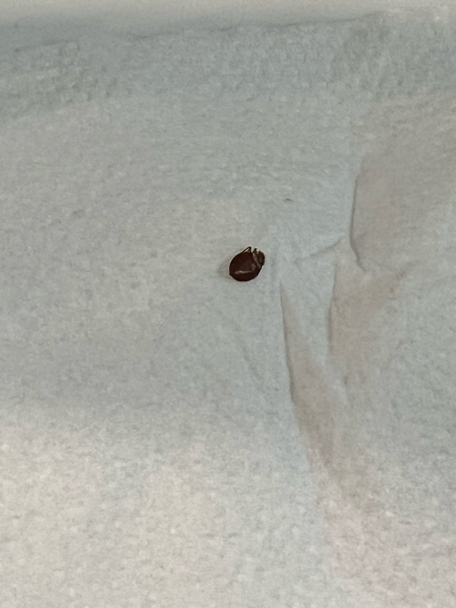 Bed Bug