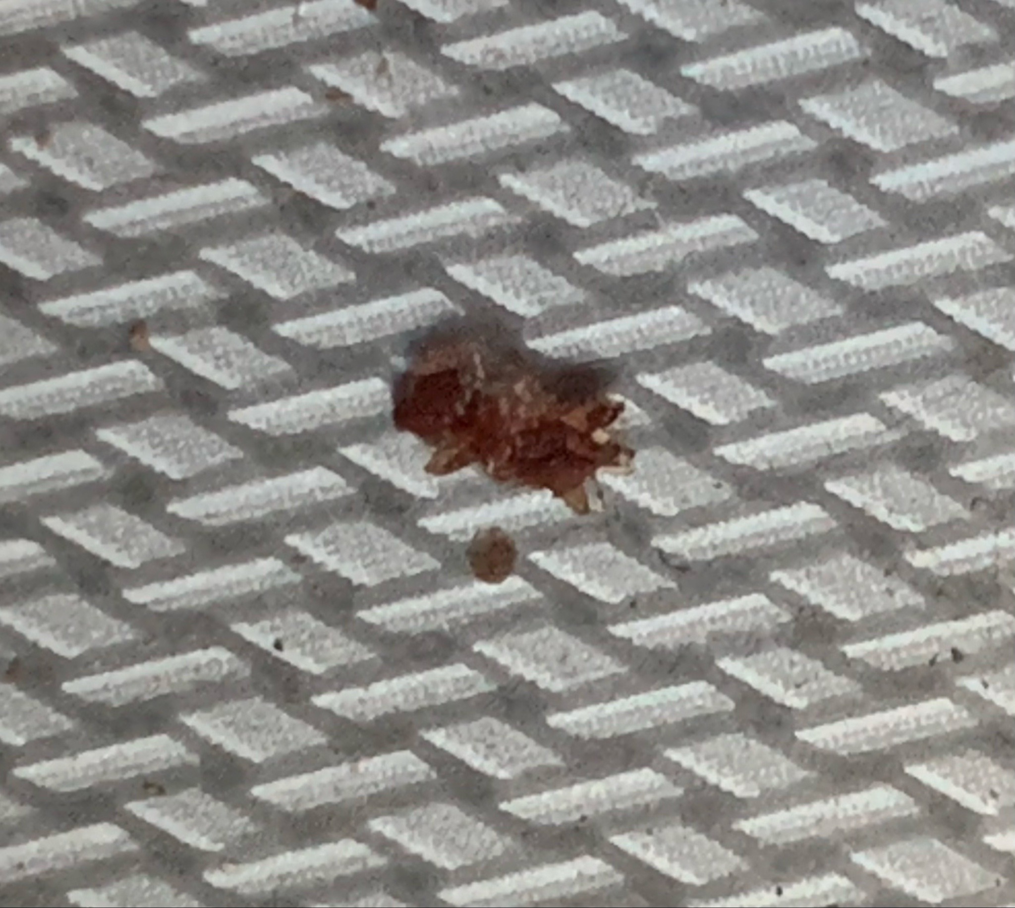 Bed bug