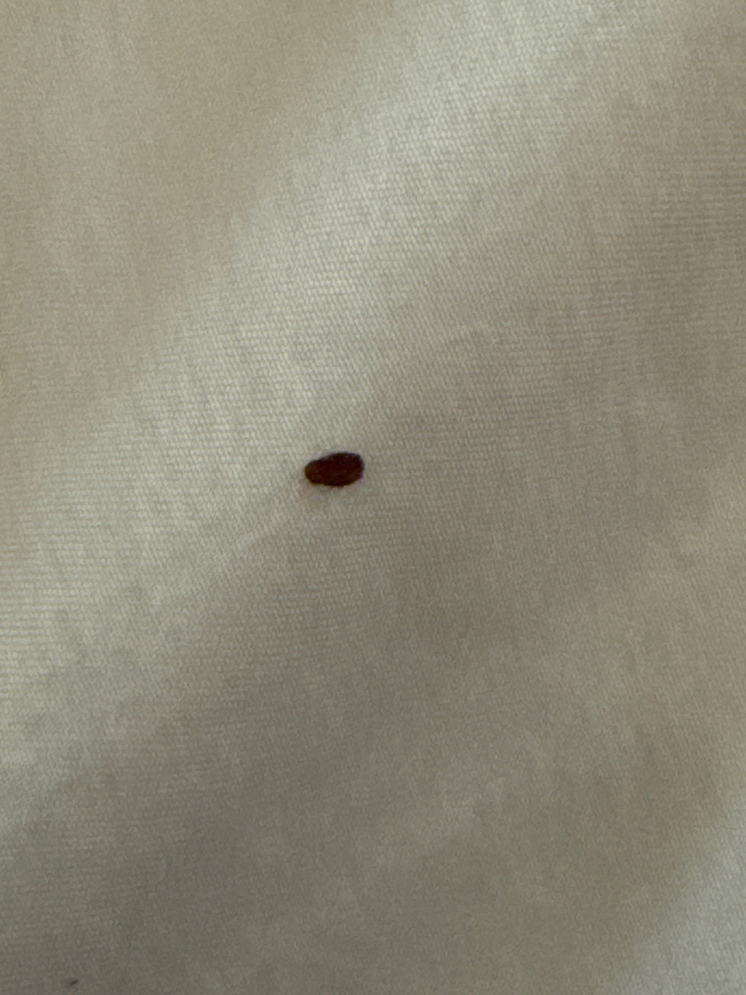 Bed bug