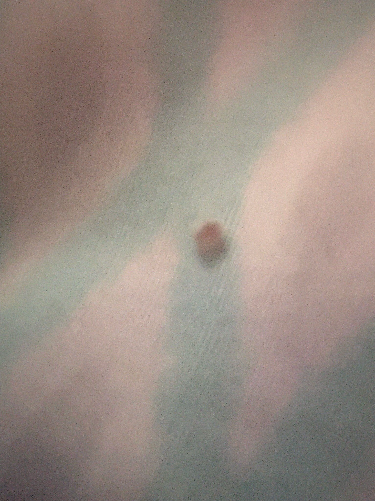 Bed Bug