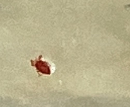 Bed bug