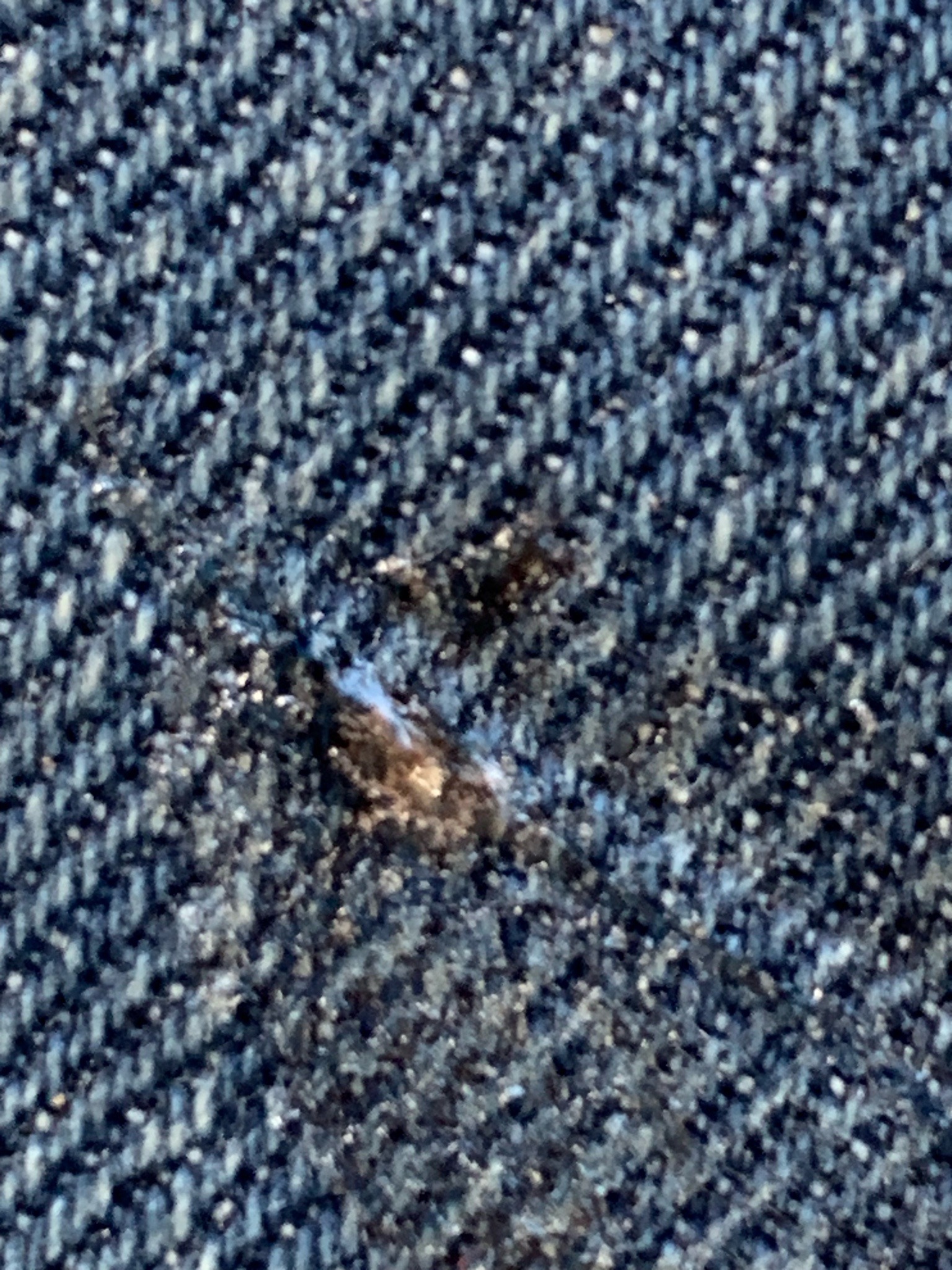 Bed bug