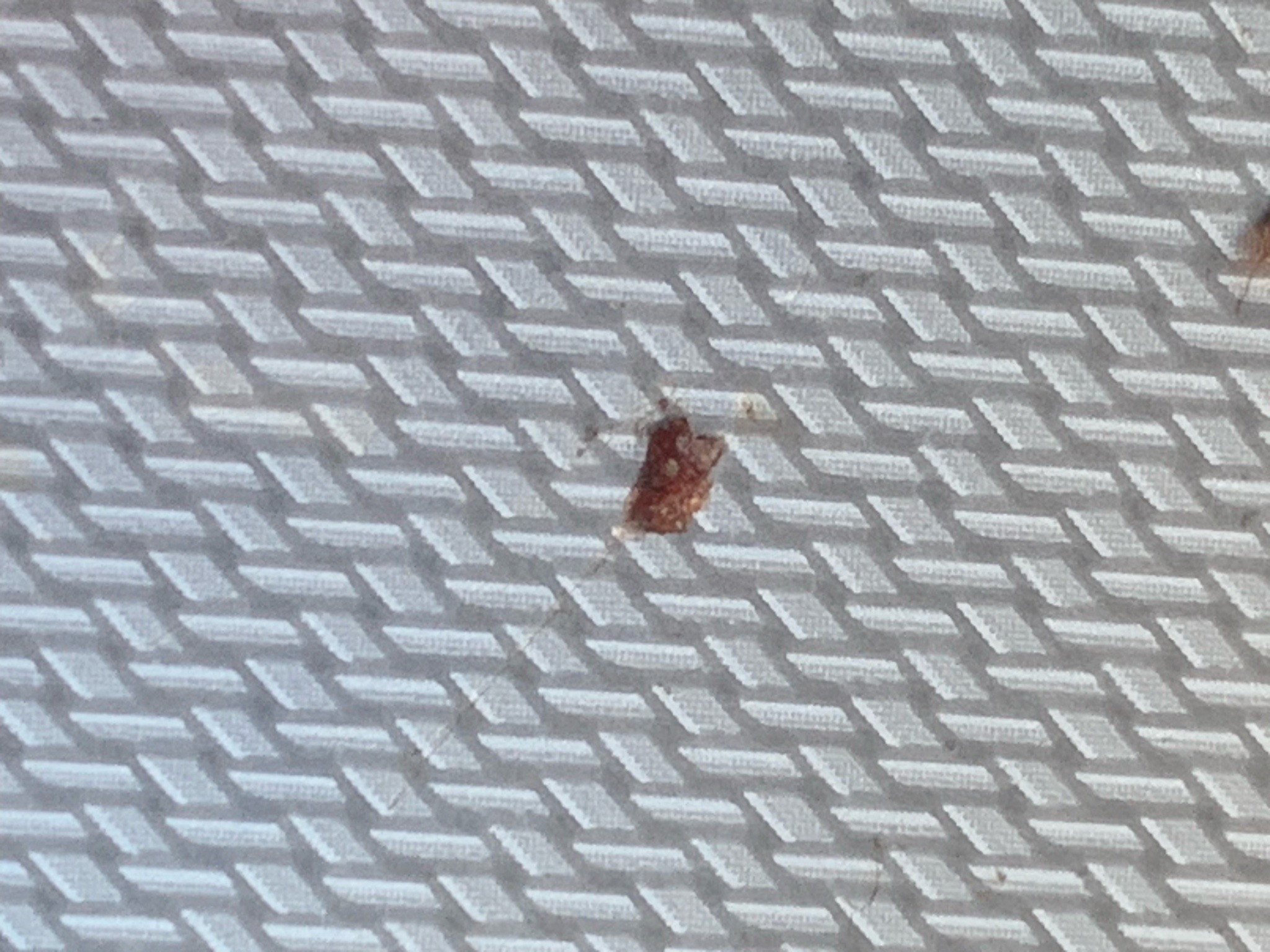 Bed bug