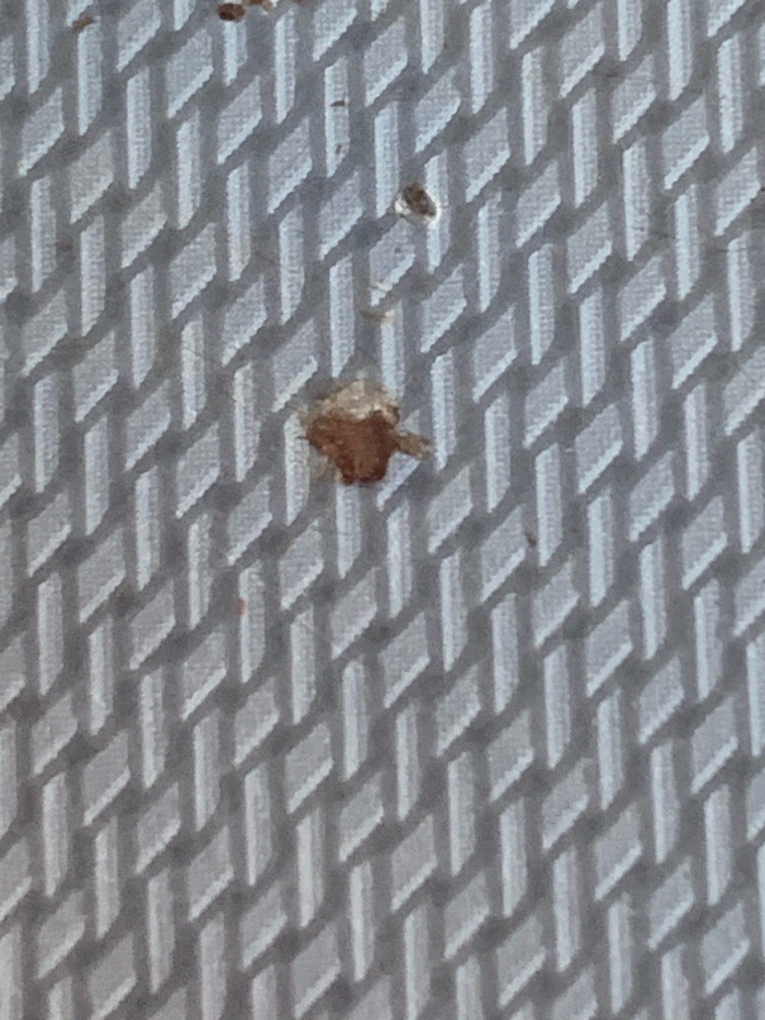 Bed bug
