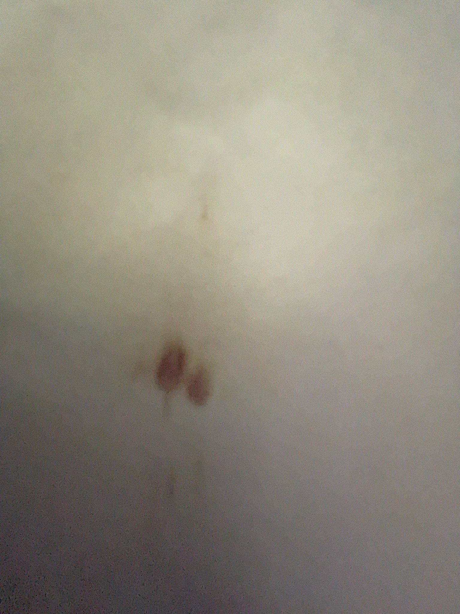 Bed Bug