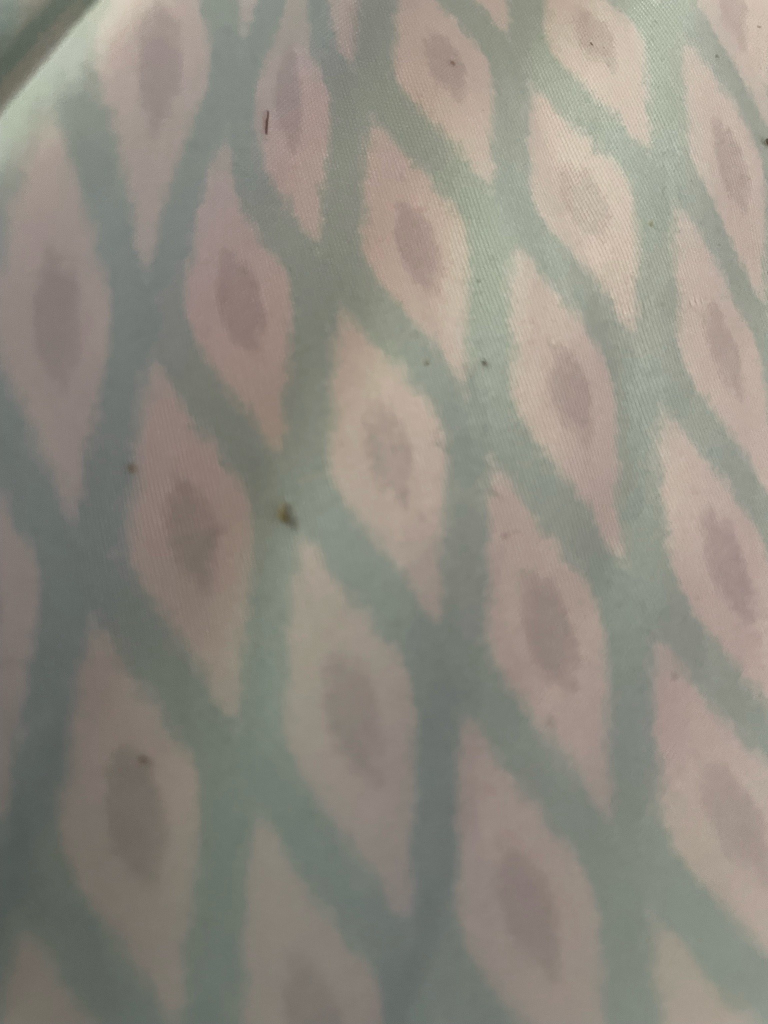 Bed Bug