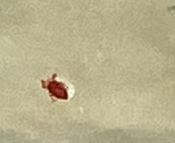 Bed bug